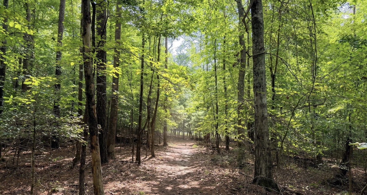 Wooded walking trail at Lakecrest on Lake Lanier